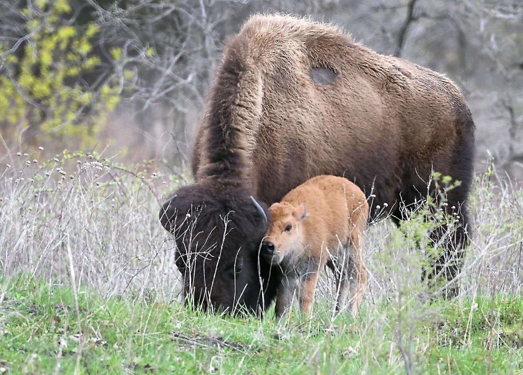 Bison babies 5